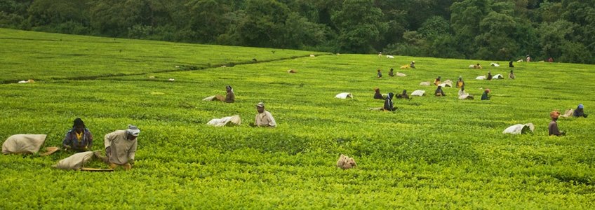 Kenyanteafarmtour